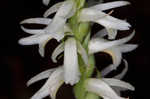 Great Plains lady's tresses